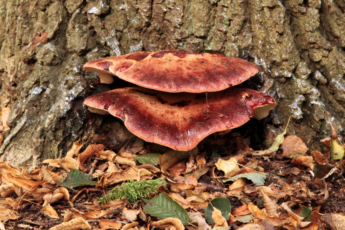 Beefsteak Mushroom