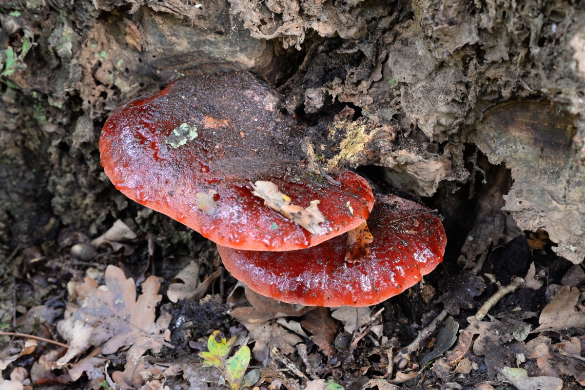 Beefsteak Mushroom