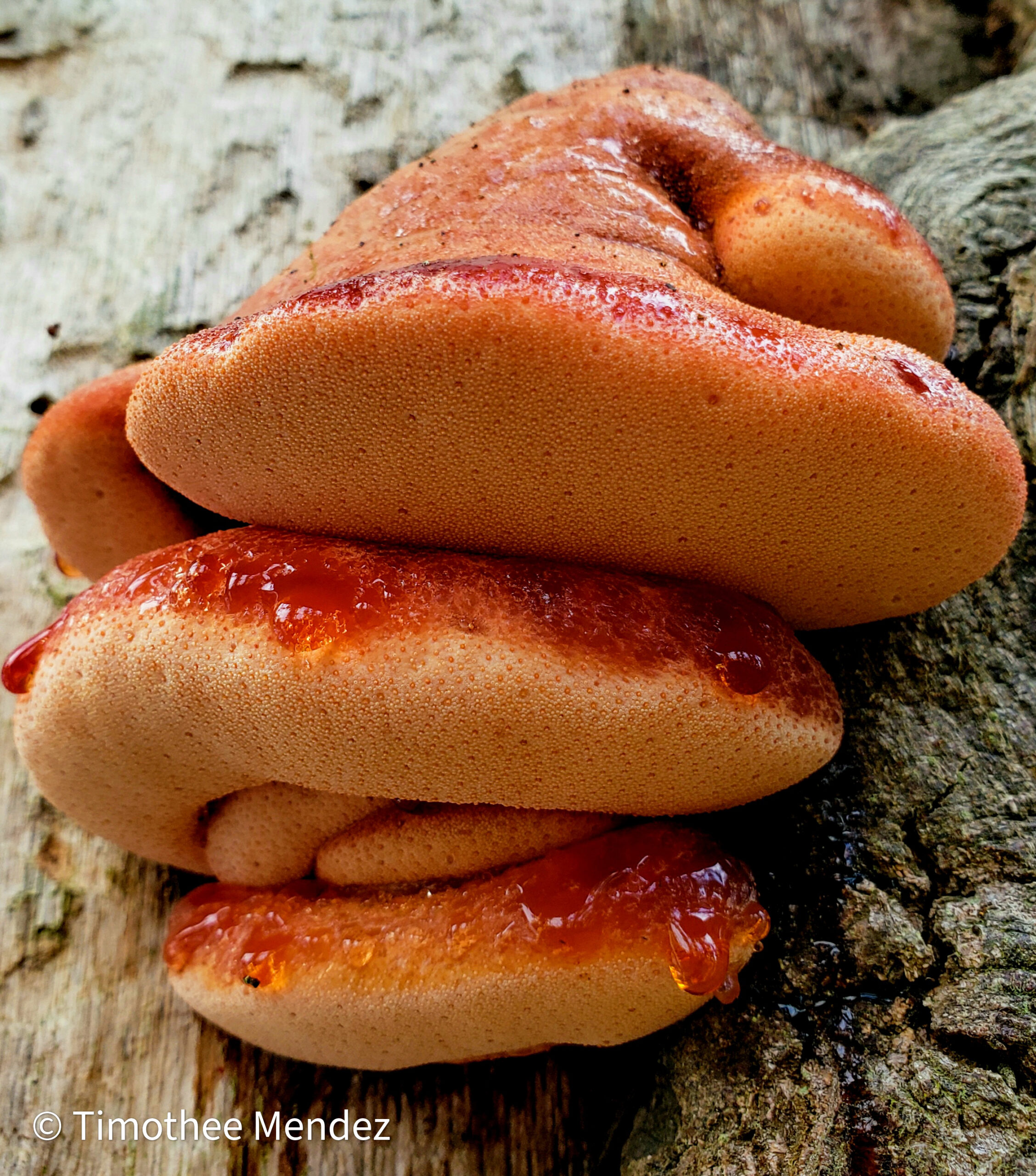 Beefsteak Mushrooms