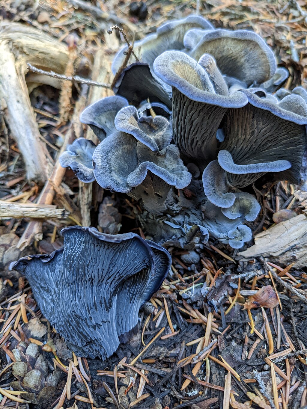Blue Chanterelle (Polyozellus multiplex)