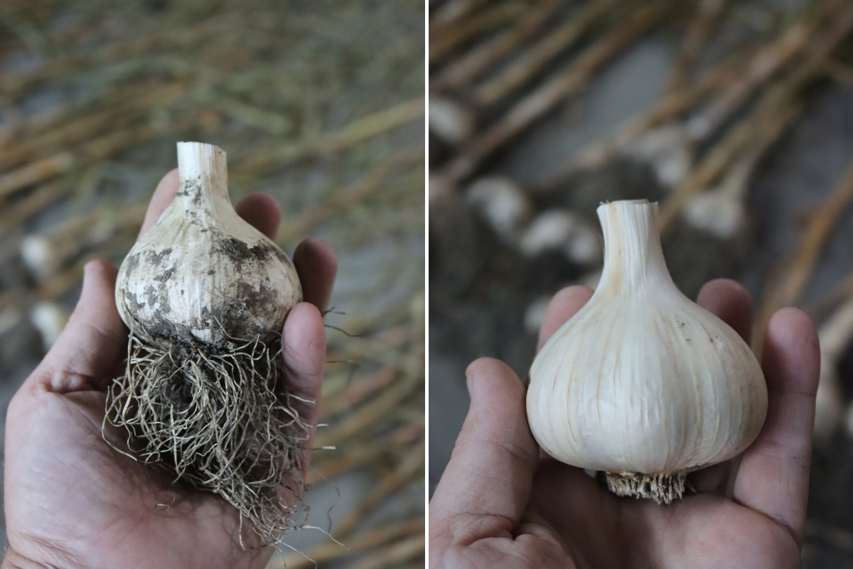 Cleaning Garlic for storage