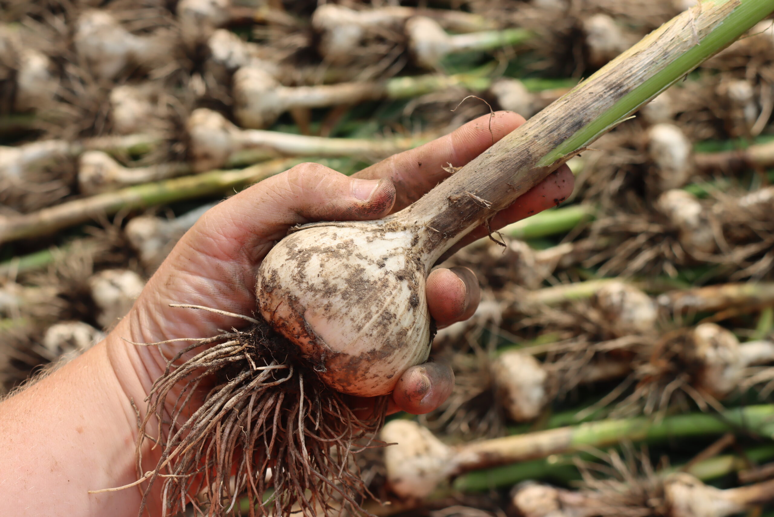 Extra large garlic bulb from German Extra Hardy