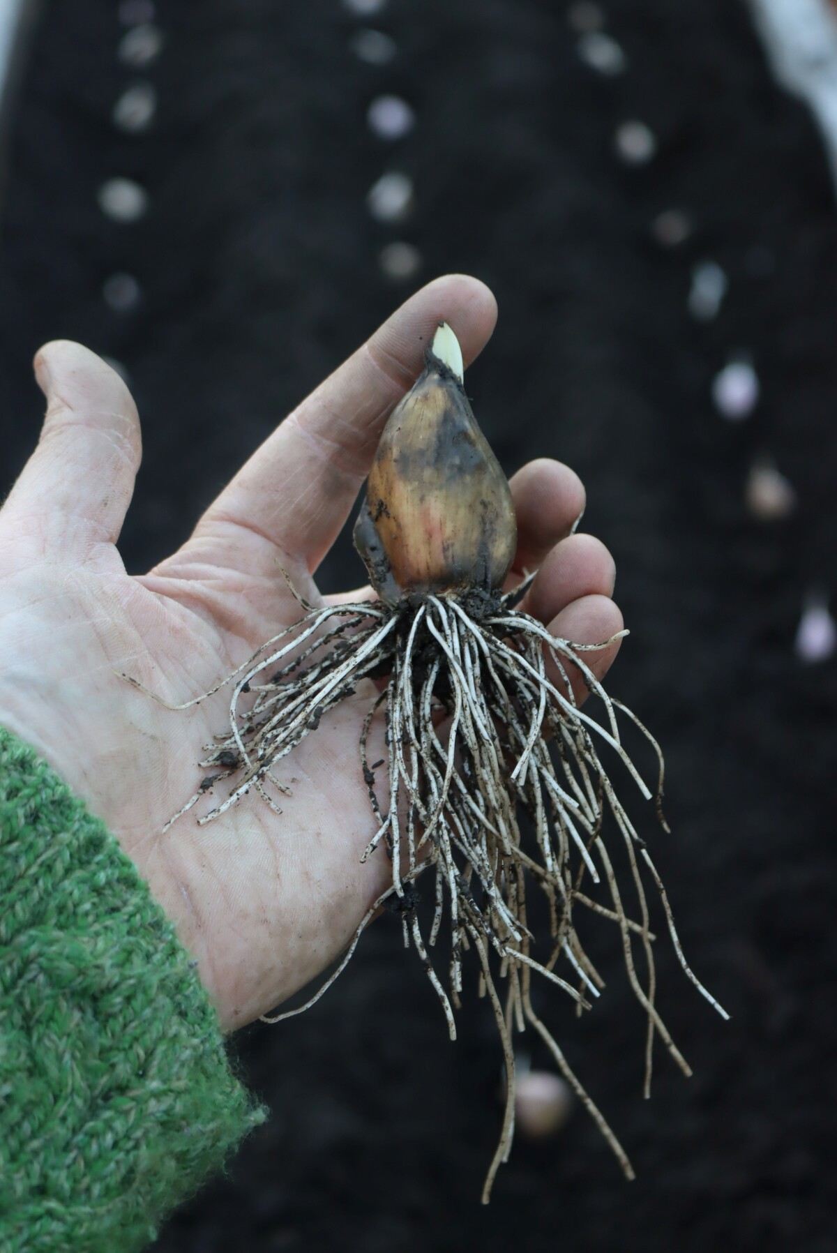 Fall Rooted Garlic