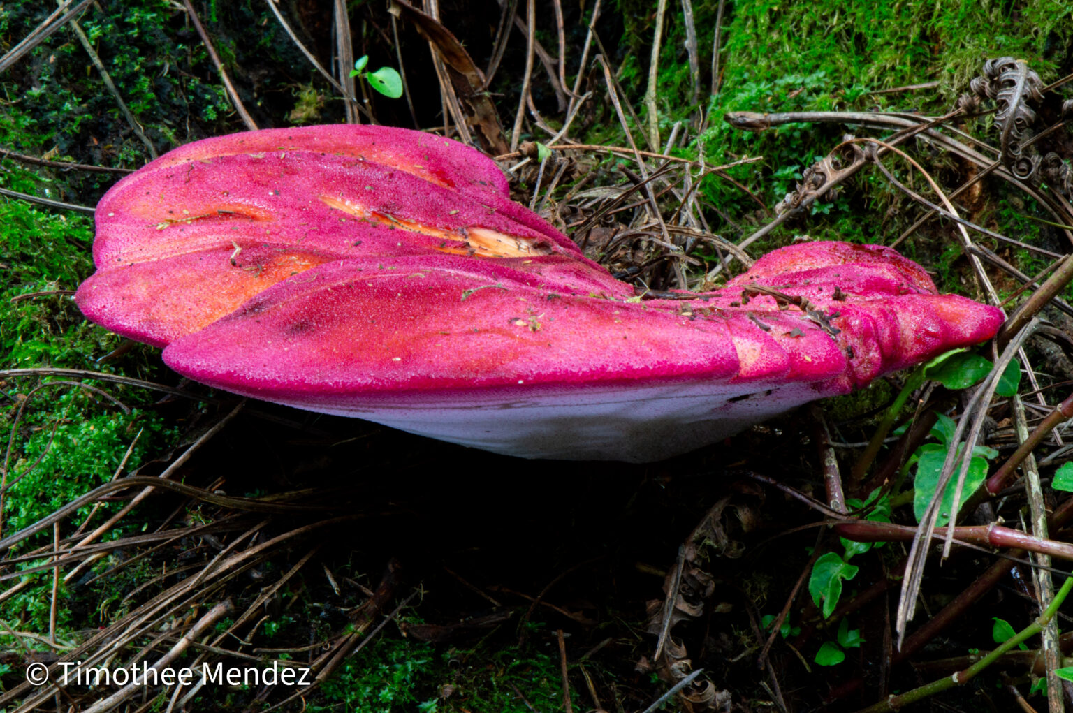 The species pictured above is Fistulina guzmanii, a species known from Central Mexico.&nbsp;