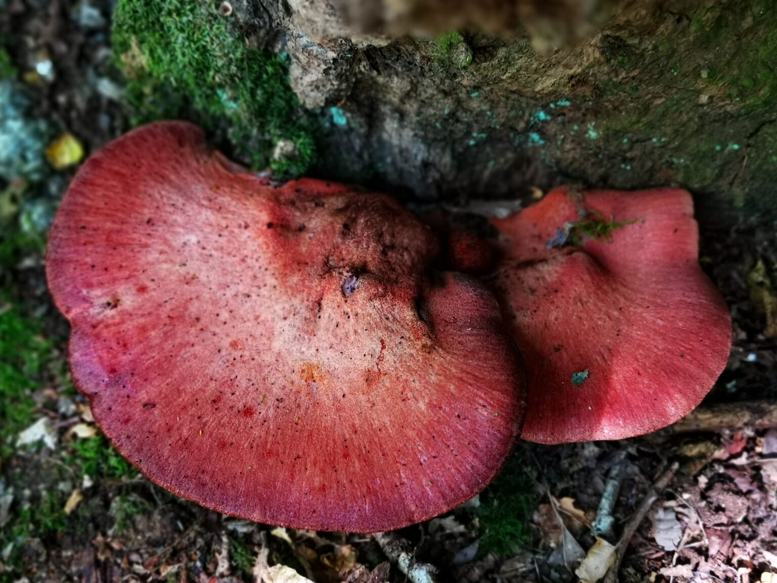 Fistulina hepatica
