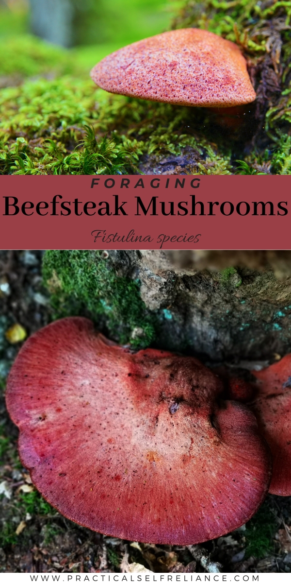 Foraging Beefsteak Mushrooms
