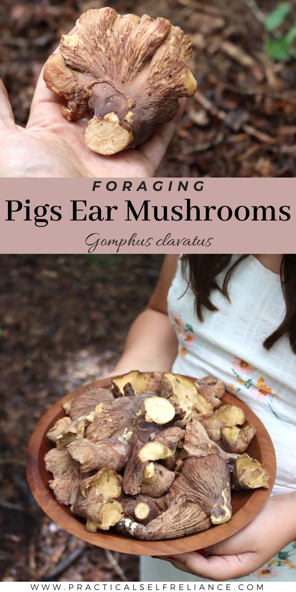 Foraging Pigs Ear Mushrooms