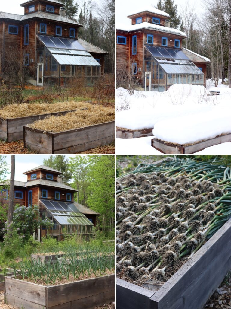 Four Seasons of Growing Garlic
