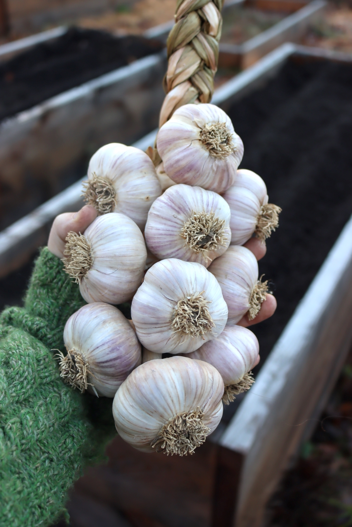 Garlic For Planting in Raised Beds