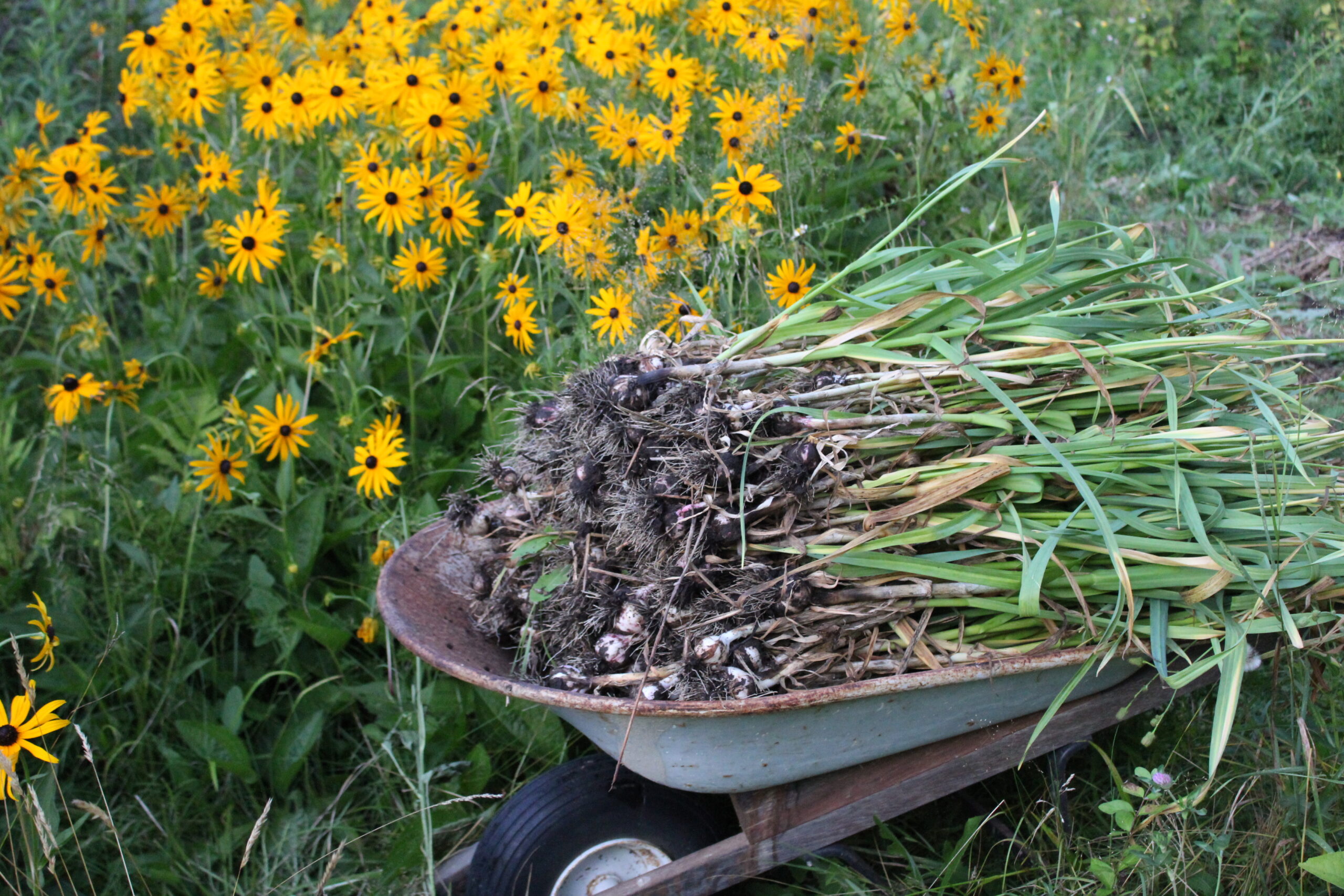 Garlic Harvest