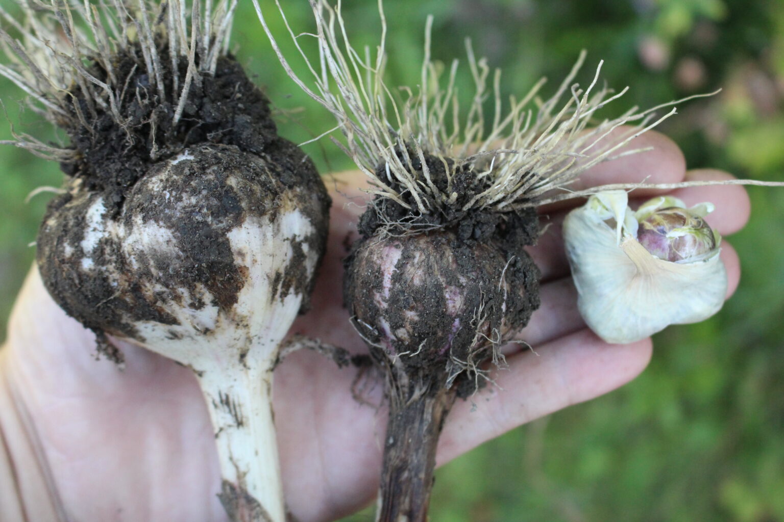 Garlic Without Scapes Removed