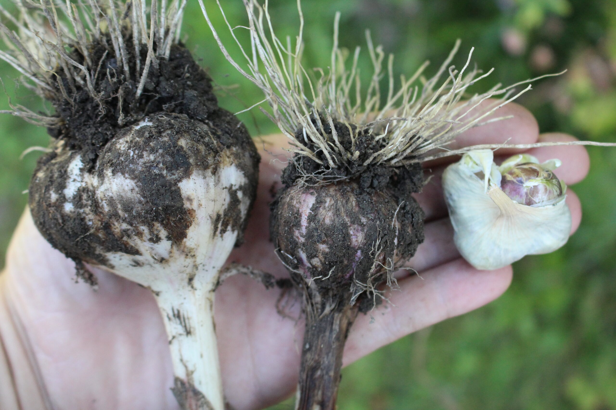 Garlic Without Scapes Removed