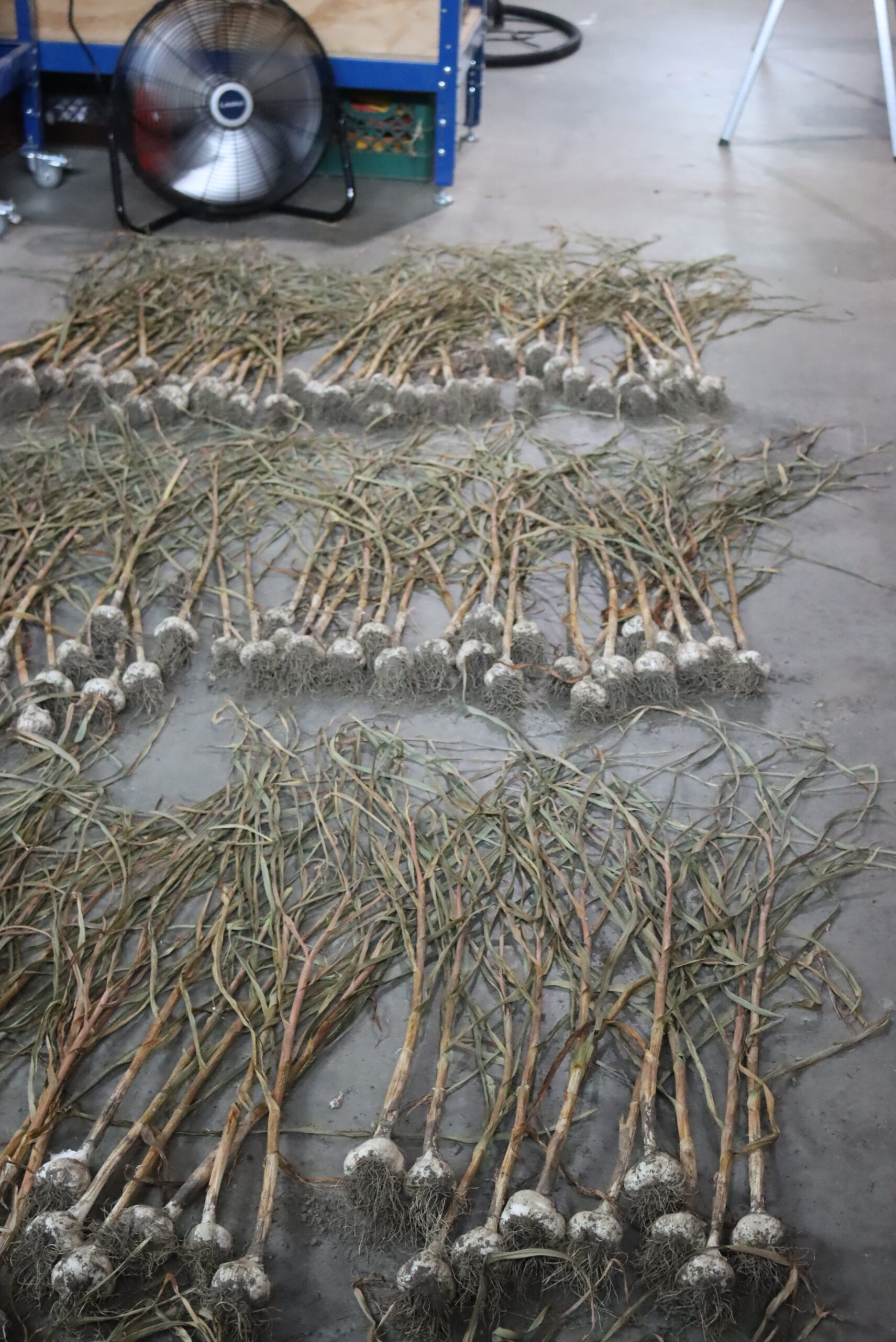 Garlic curing