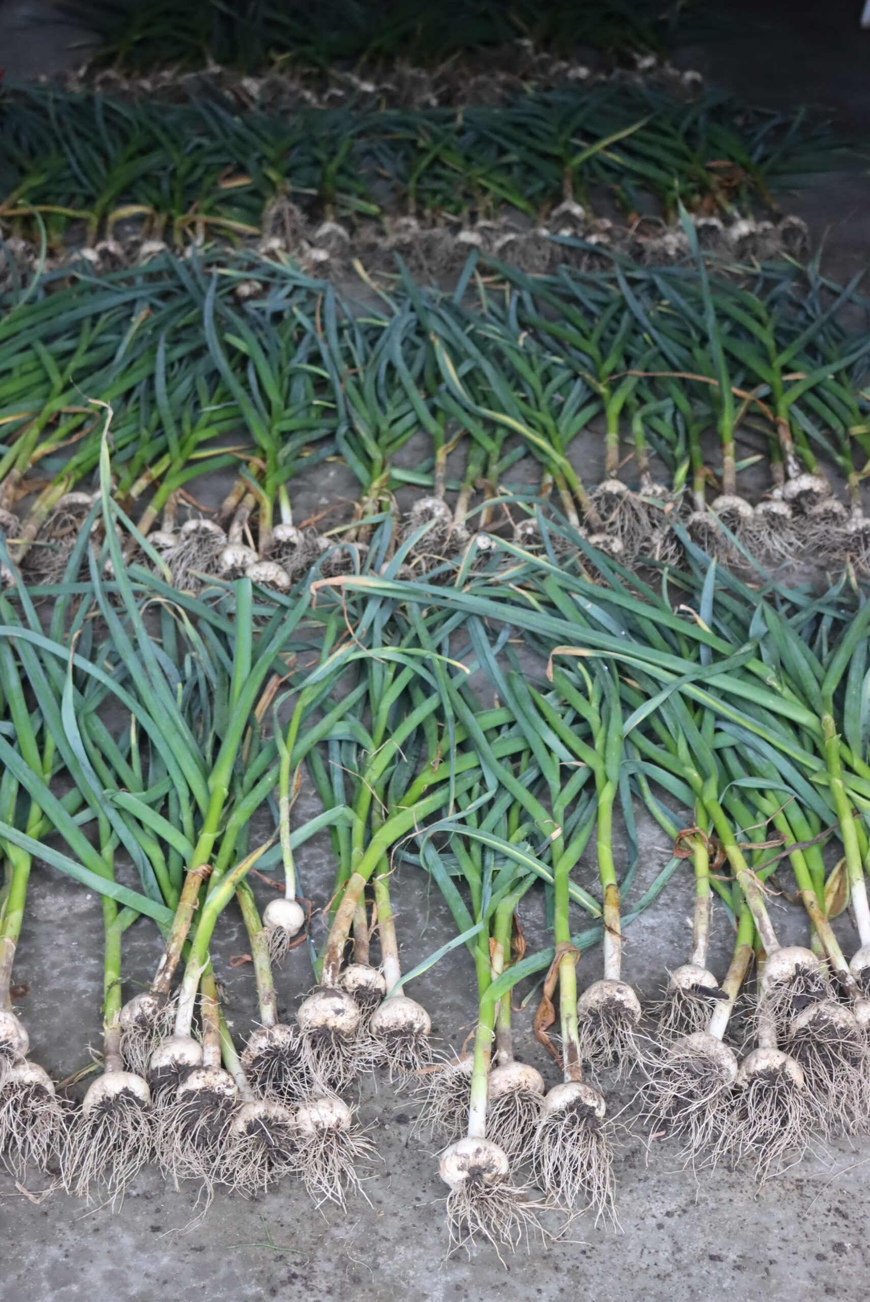 Garlic curing