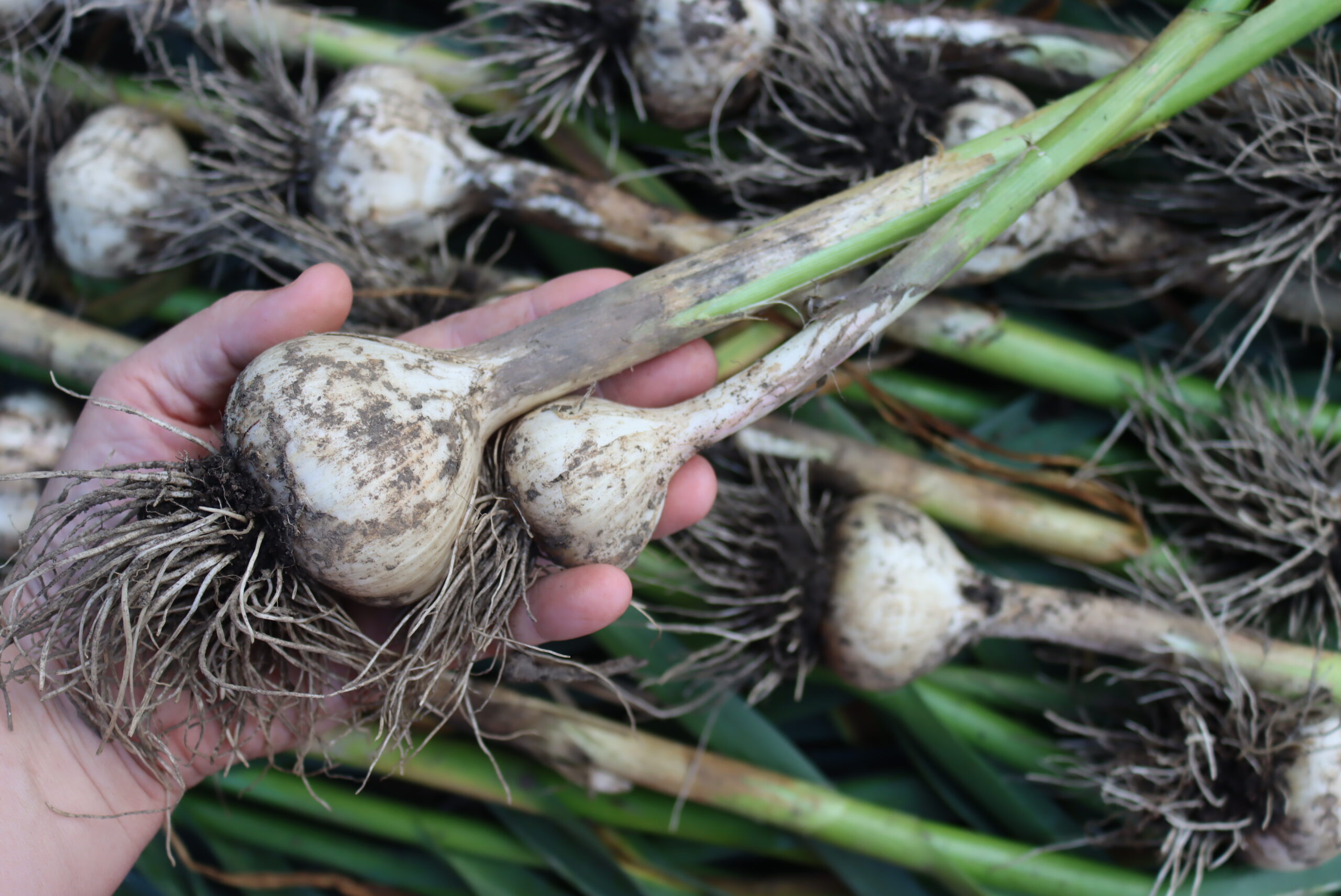 Garlic size