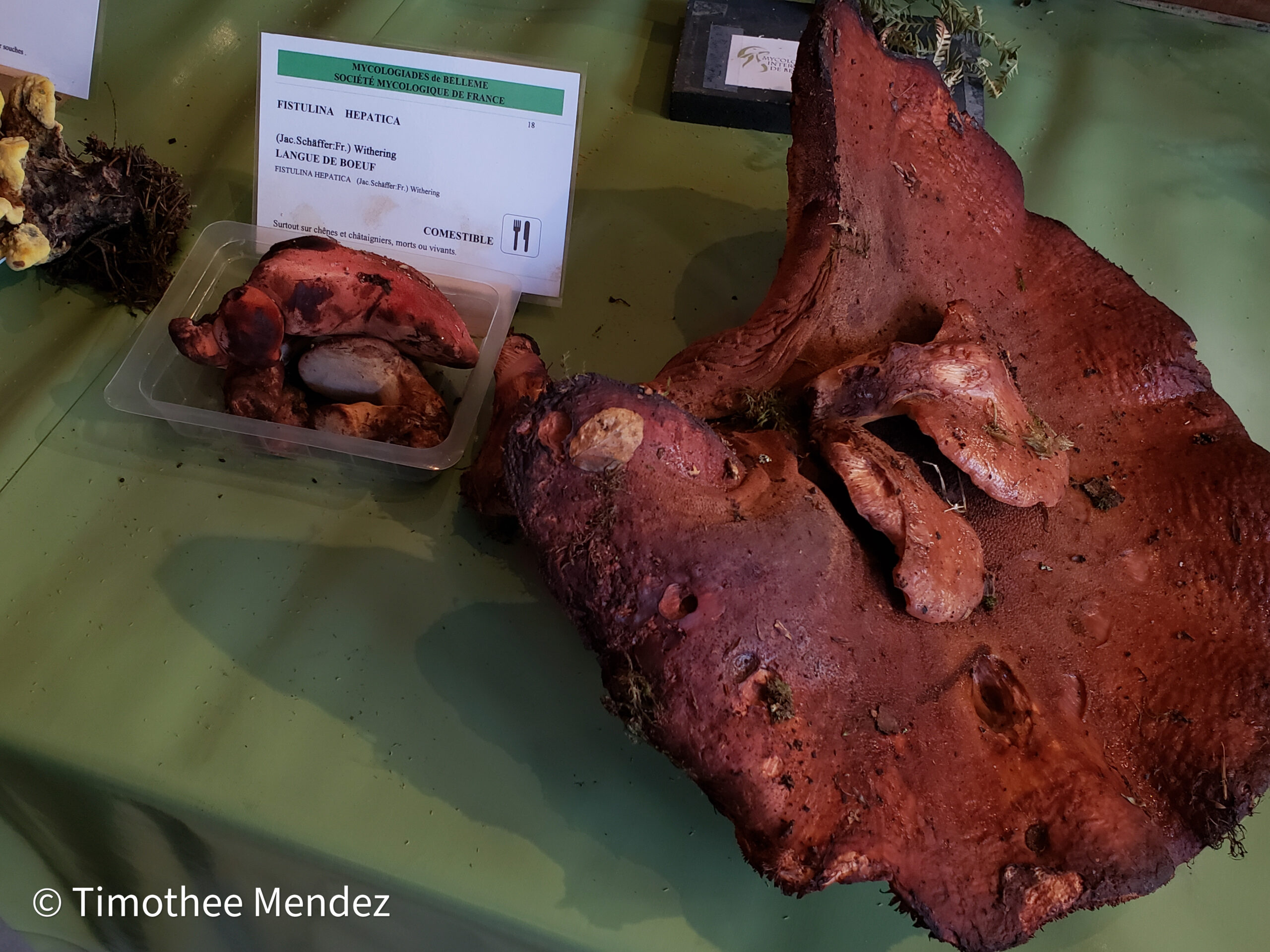 Giant Beefsteak Mushroom found at a mushroom festival in France. 