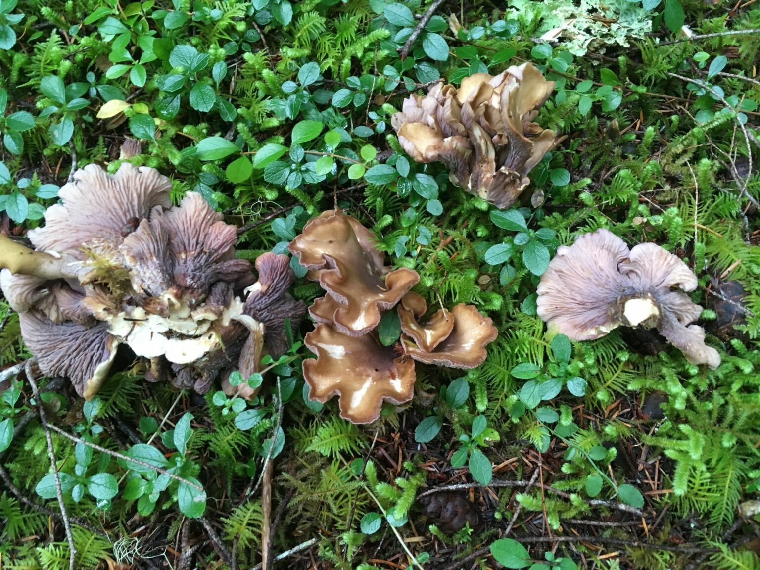 Gomphus or Pigs Ear Mushroom