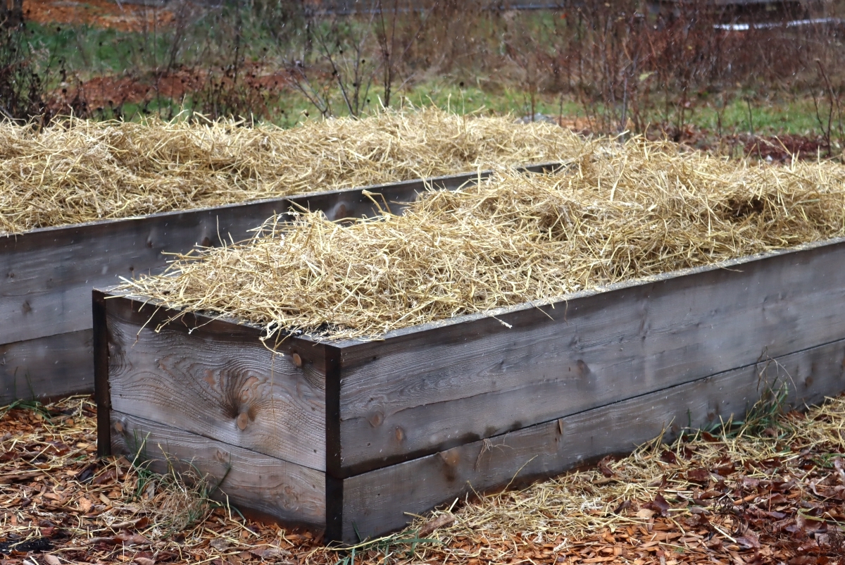 Heavy Mulch on Garlic