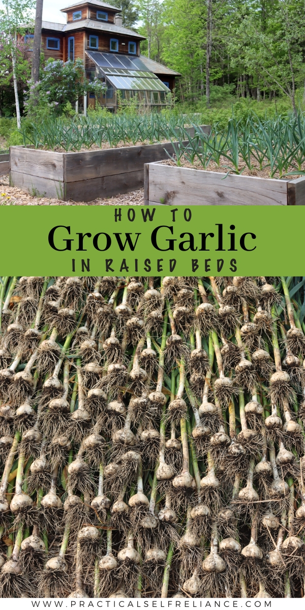 How to Grow Garlic in Raised Beds