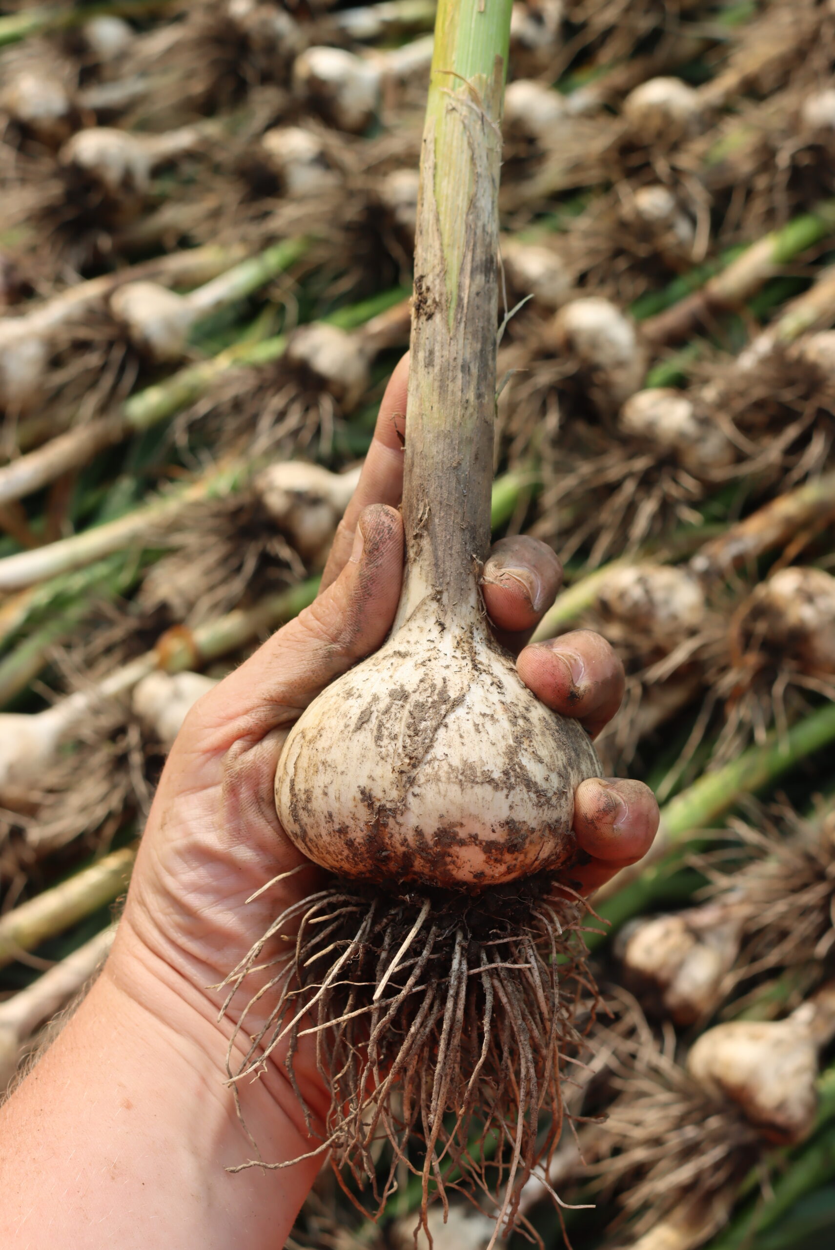 Larger garlic bulb
