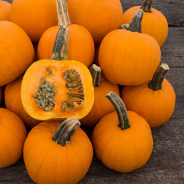 Pie Pita Hulless Pumpkin from High Mowing Organic Seeds
