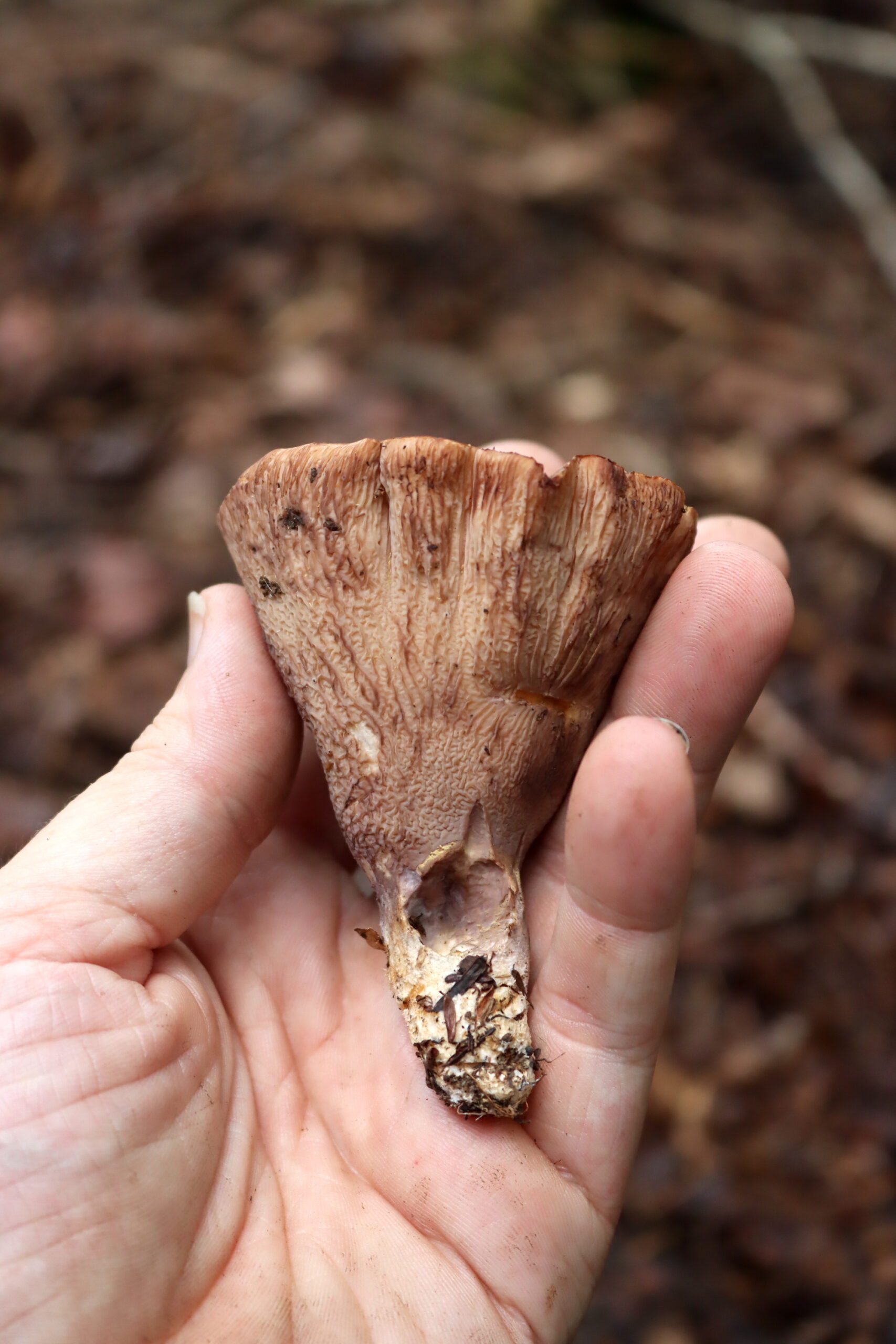Pigs Ear Mushrooms