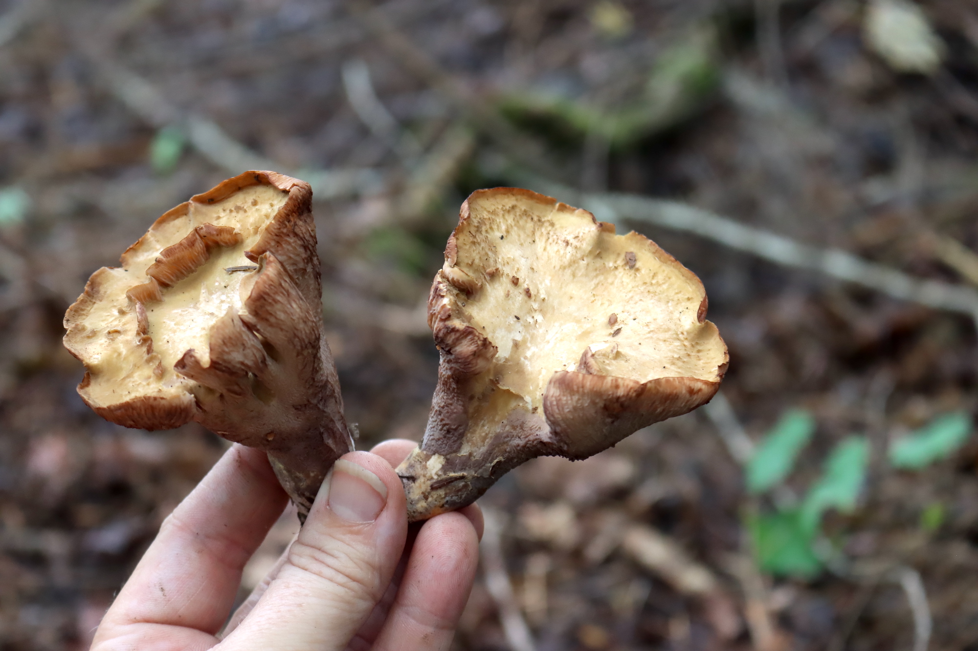 Pigs Ear Mushrooms