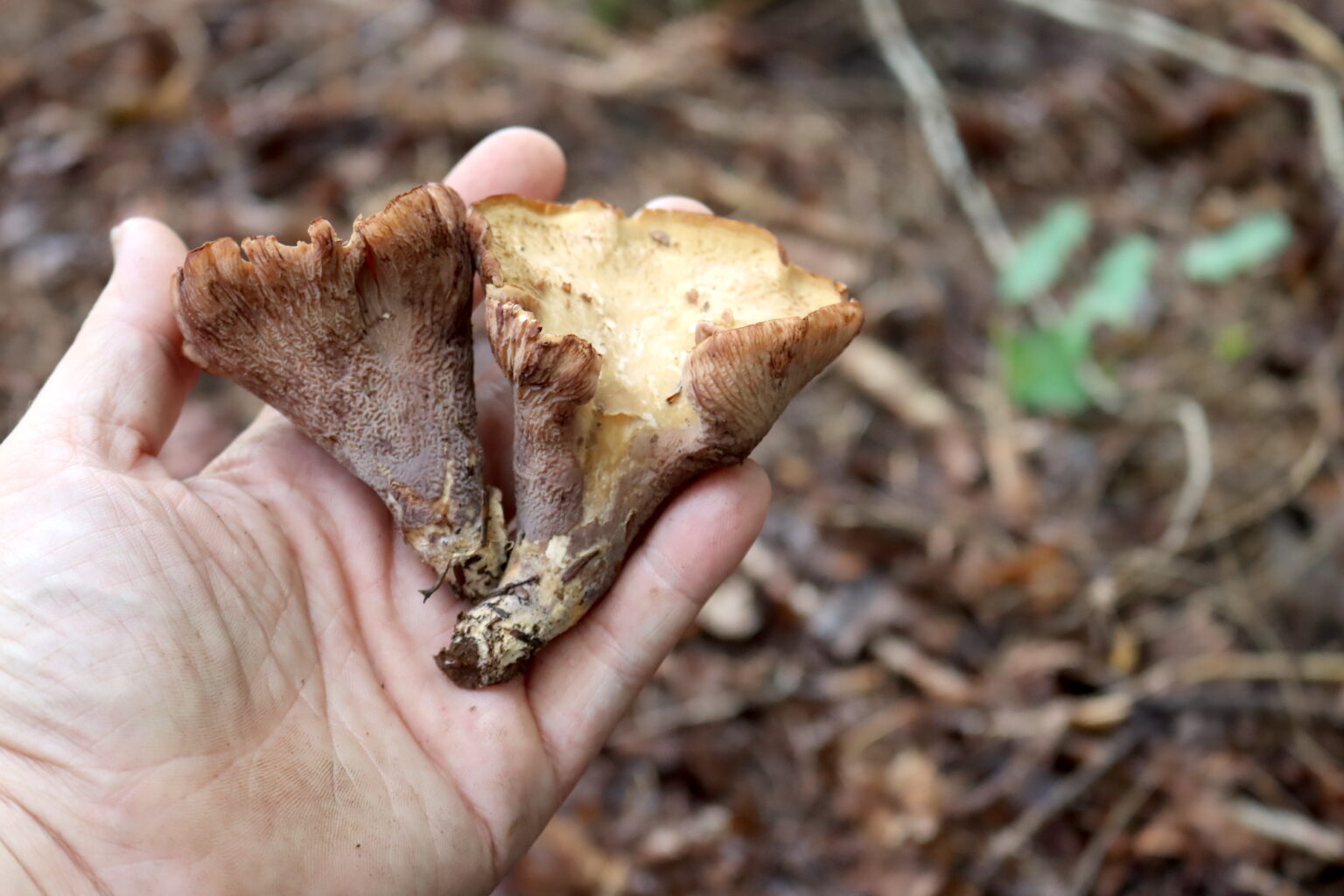 Pigs Ear Mushrooms