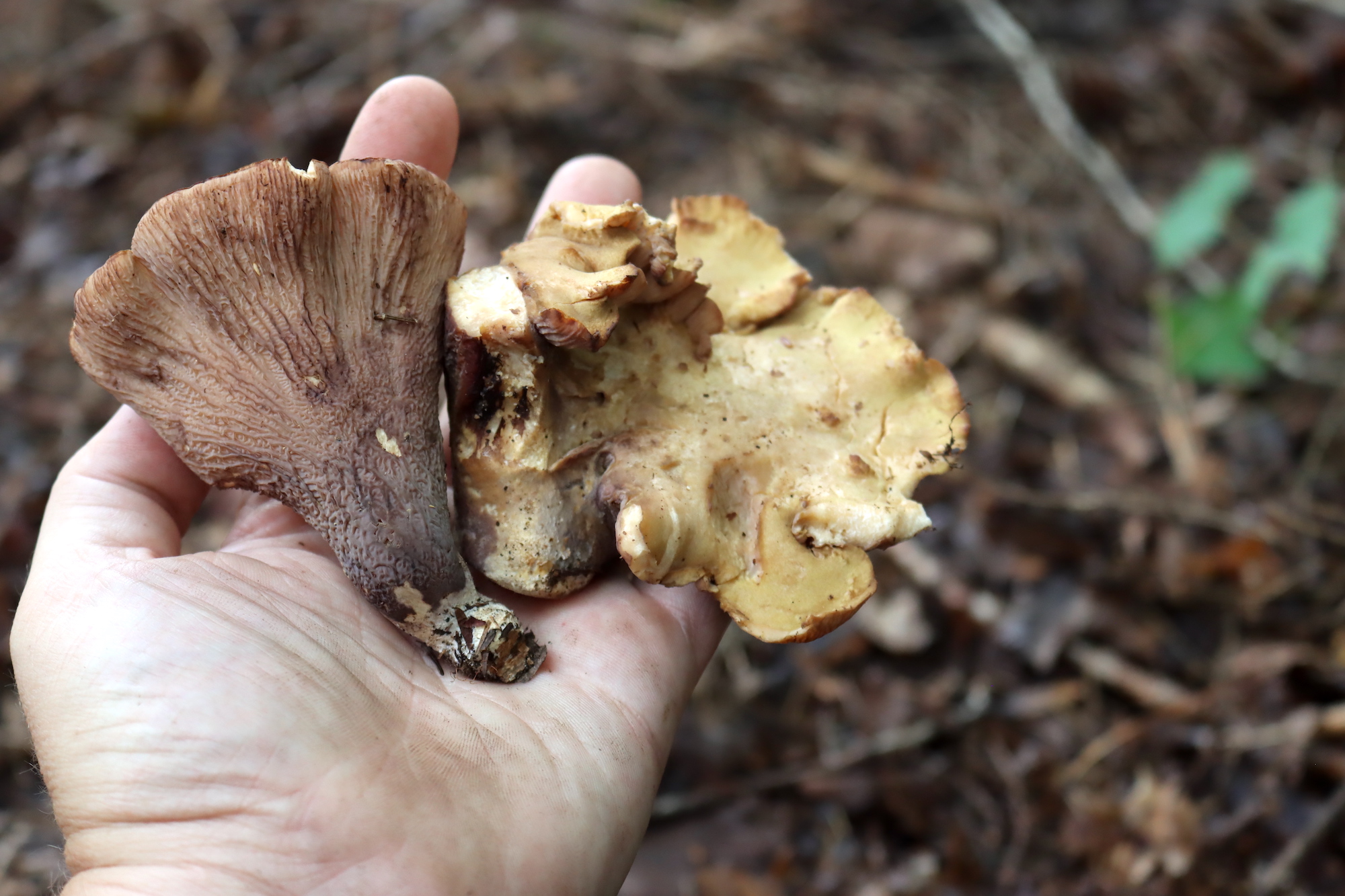Pigs Ear Mushrooms