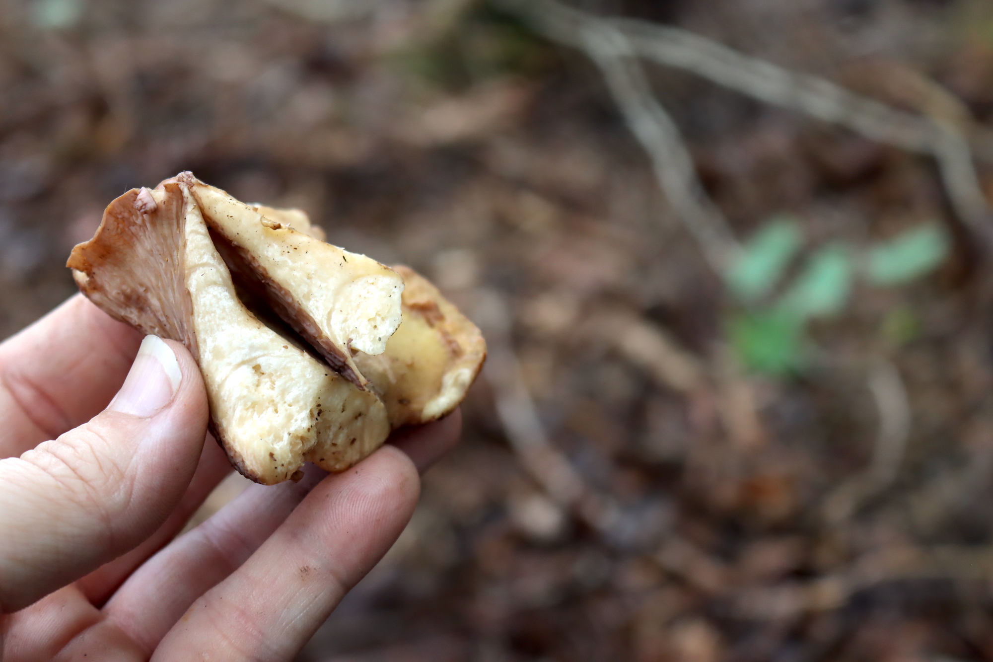 Pigs Ear Mushrooms