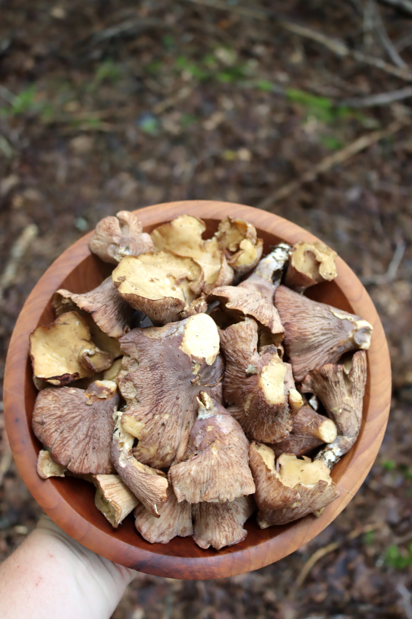 Pigs Ear Mushrooms