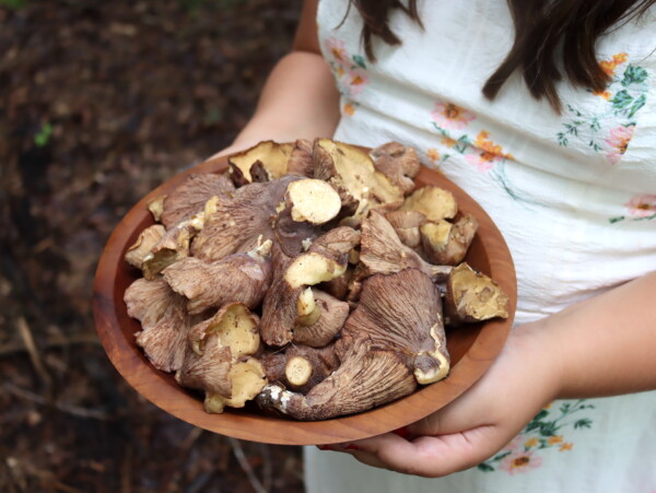 Pigs Ear Mushrooms