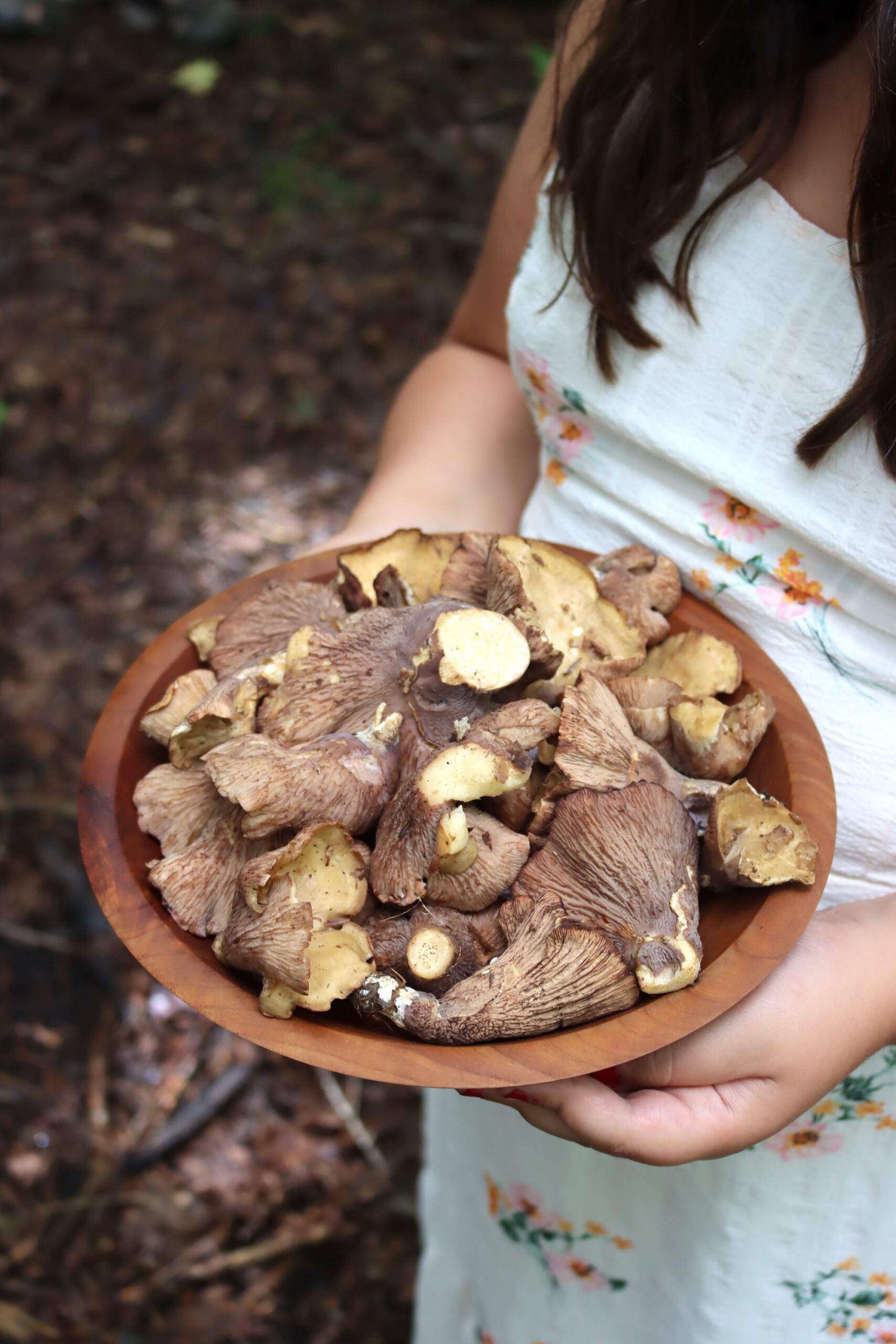 Pigs Ear Mushrooms