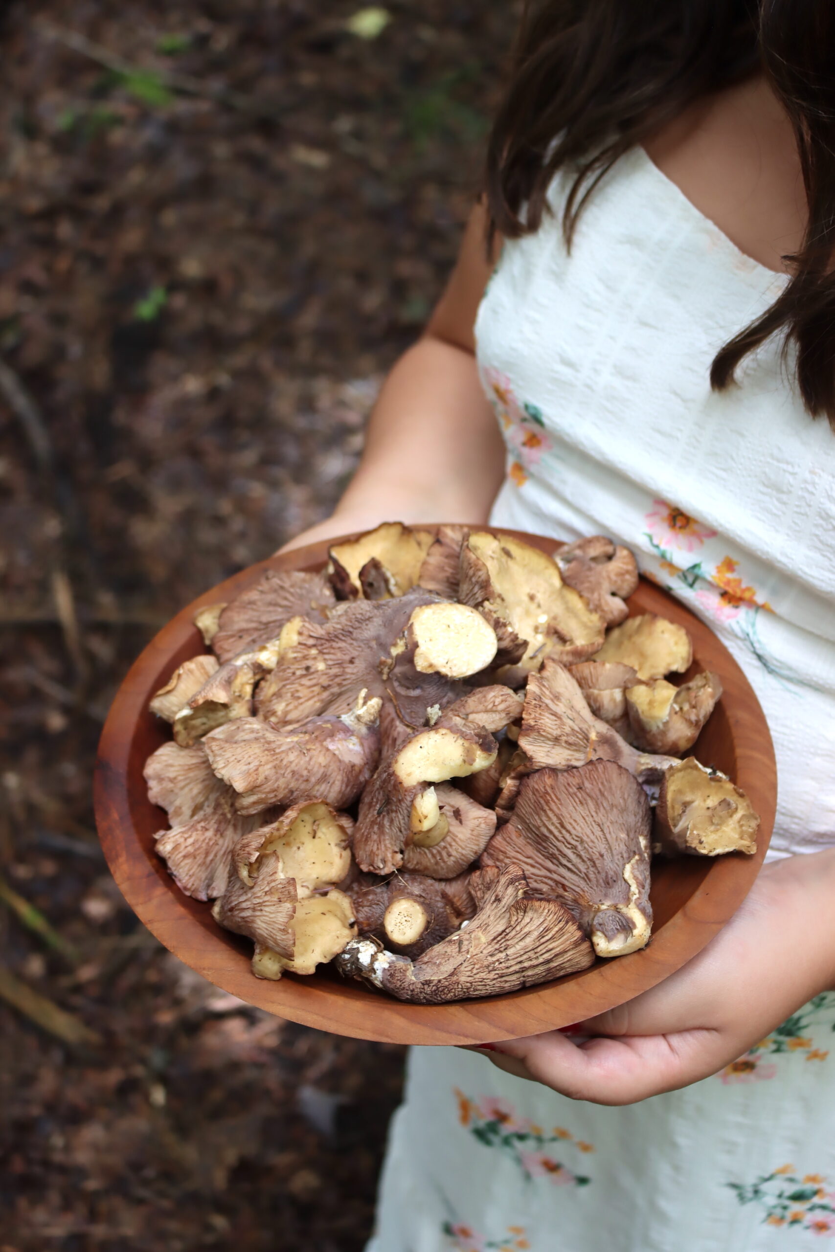 Pigs Ear Mushrooms