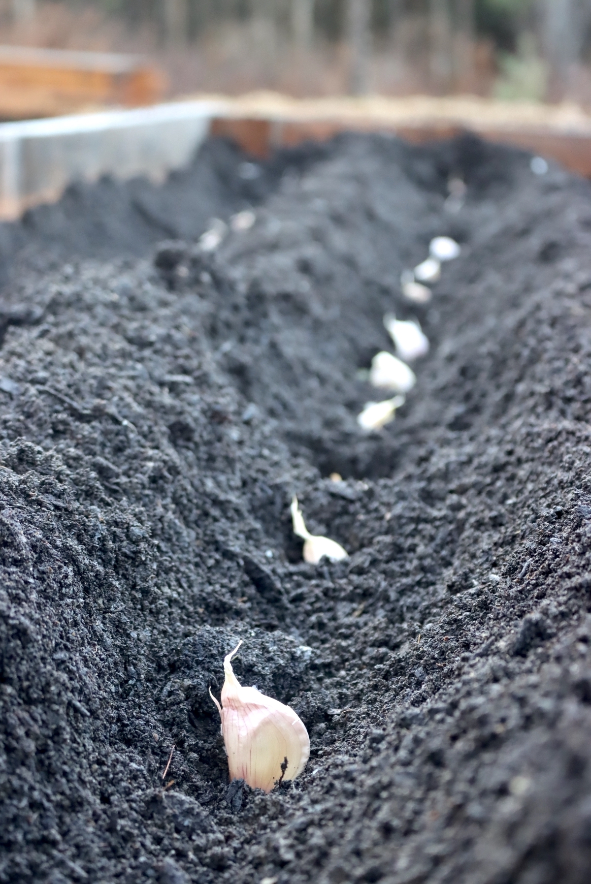 Planting Garlic in Raised Beds