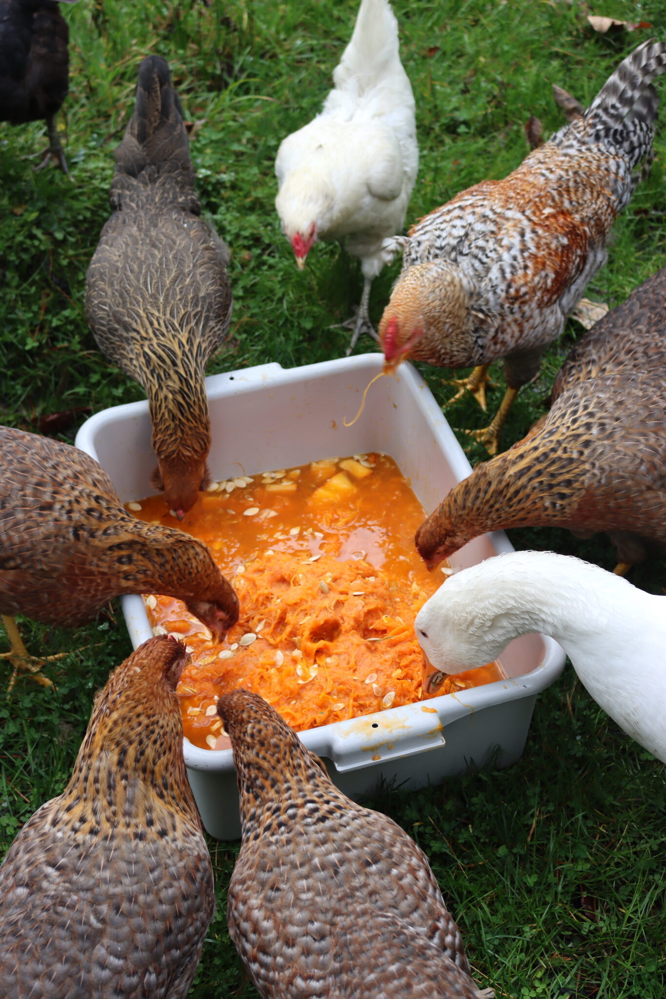 Poultry Eating Pumpkin