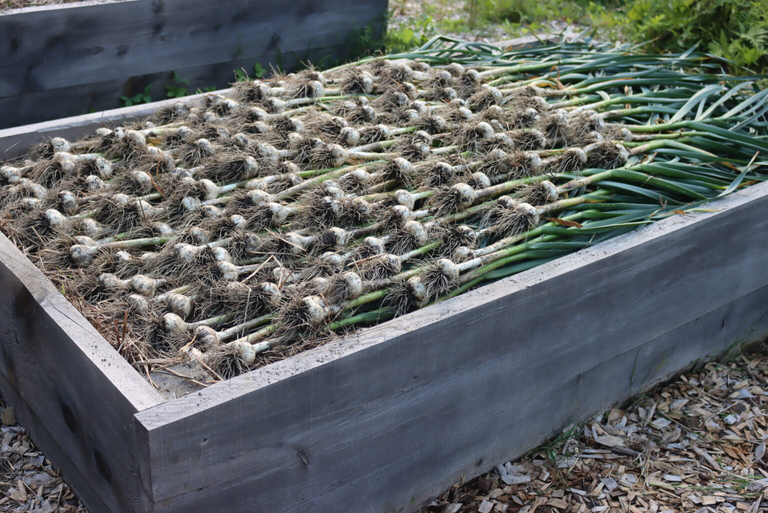 Raised Bed garlic