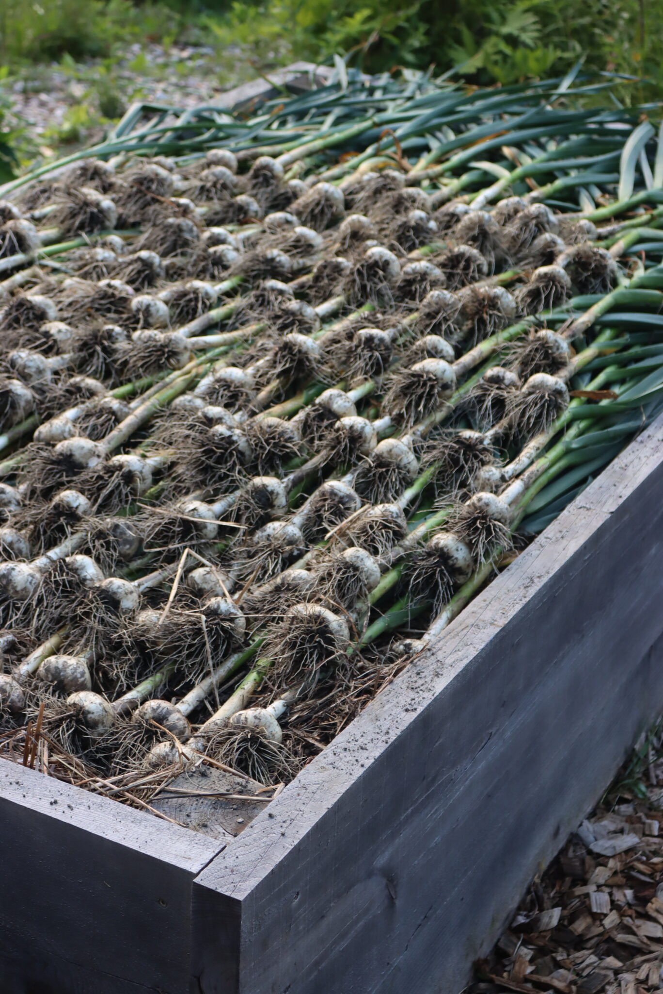 Raised Bed garlic