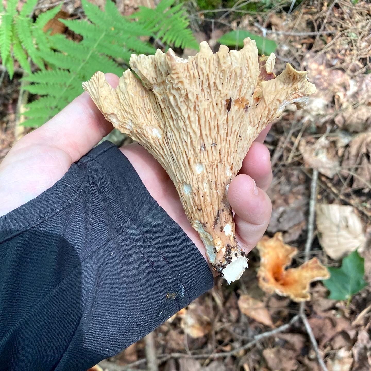 Scaly Vase Mushroom