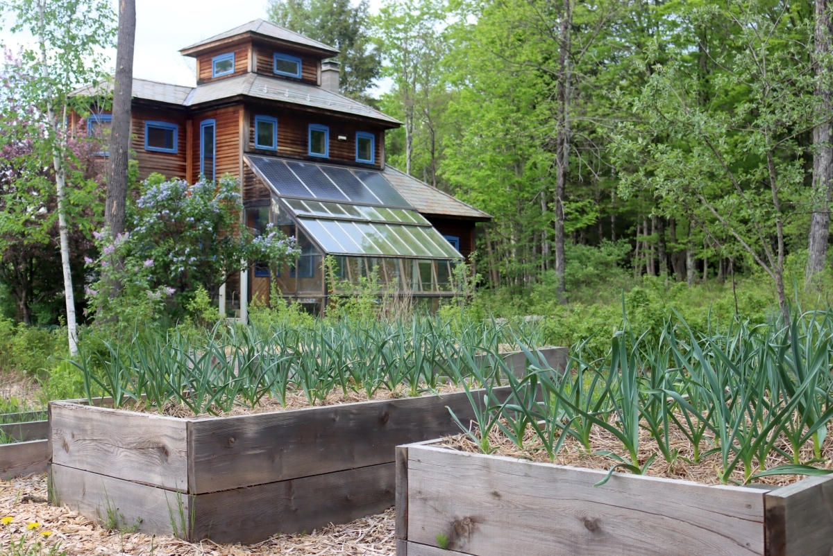 Spring Garlic in Raised Beds