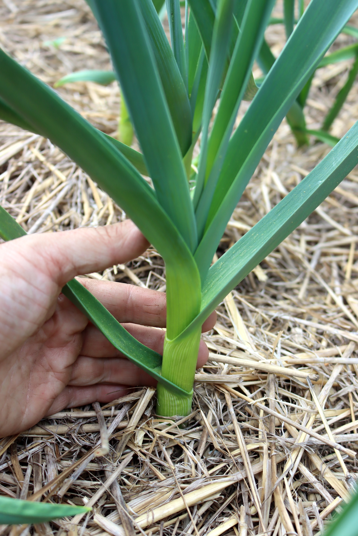 garlic Stalk