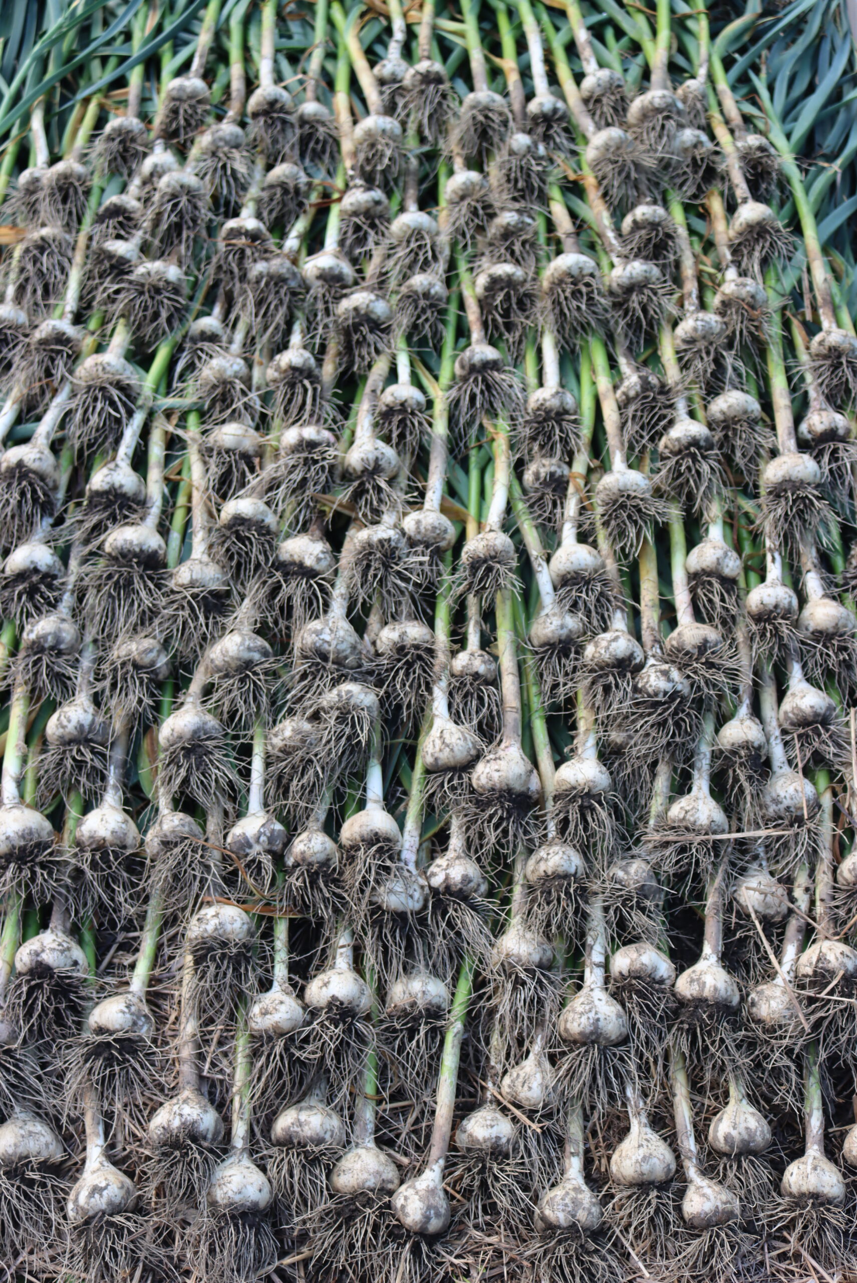 garlic harvest