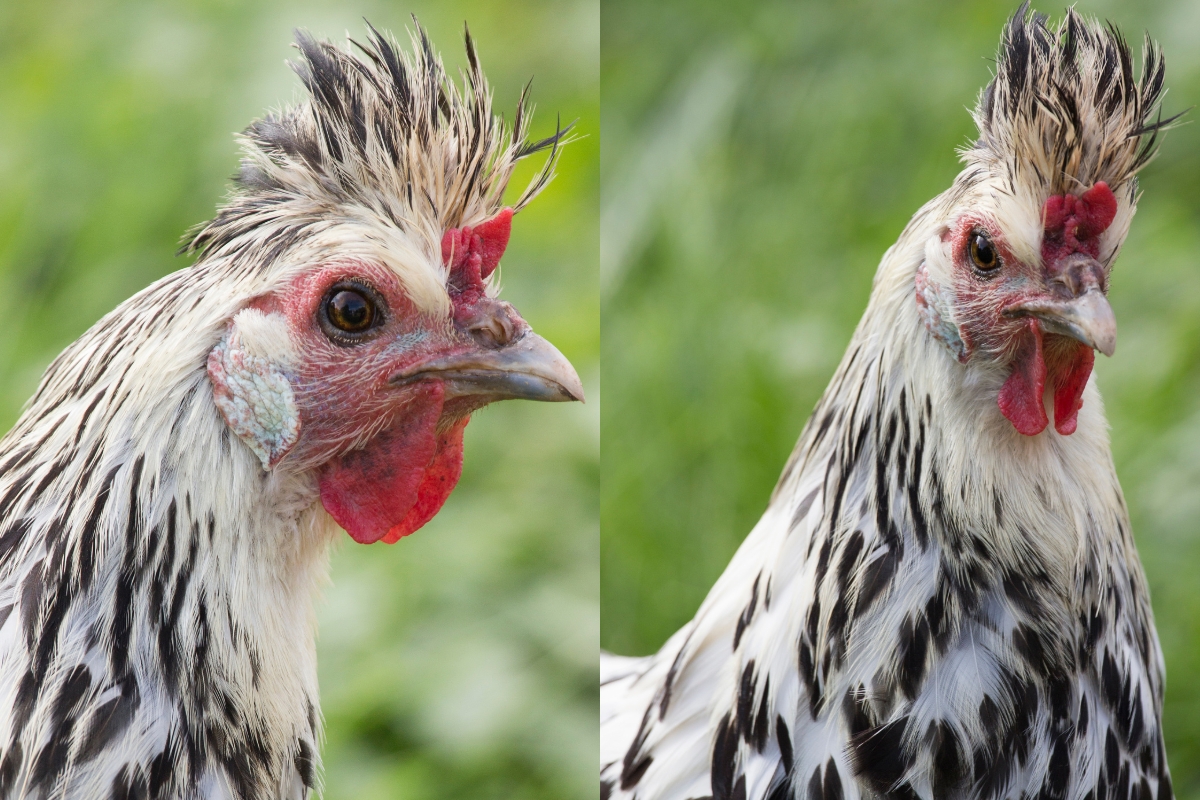 Appenzeller Spitzhauben Chicken Breed