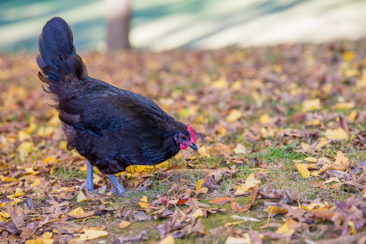 Australorp Hen