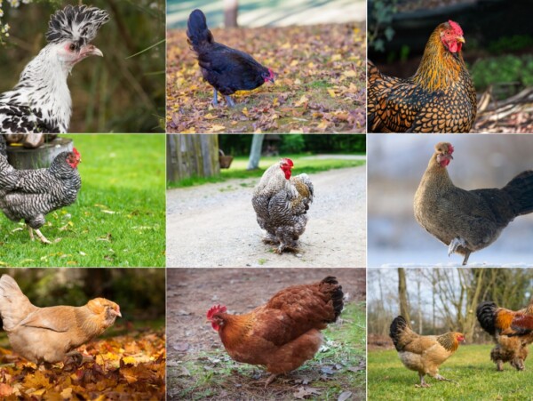 Best Cold Hardy Chicken Breeds