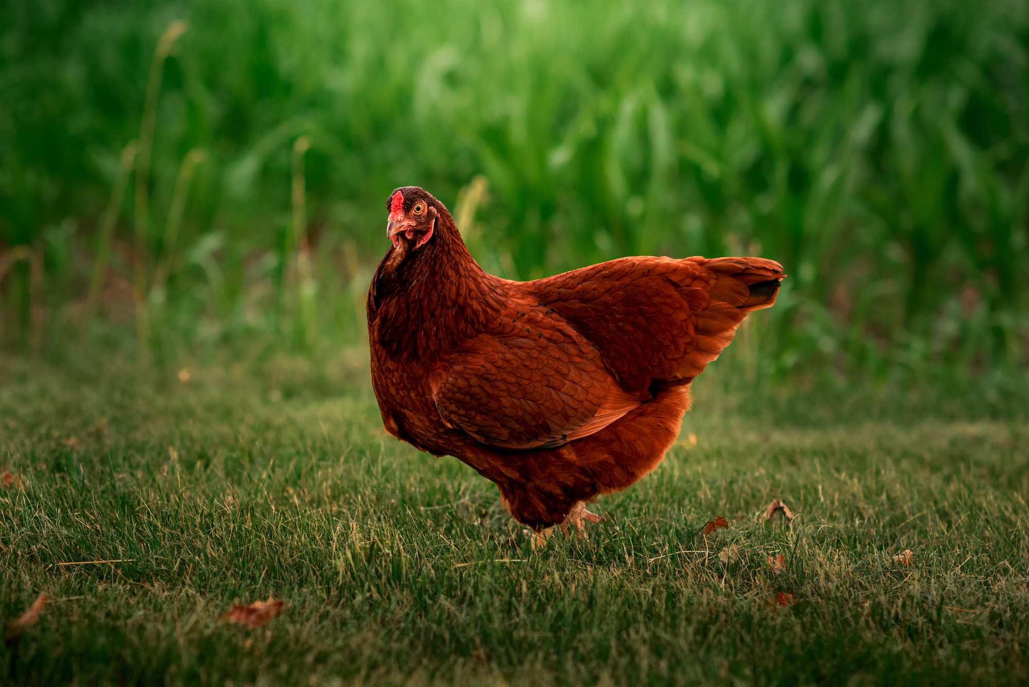 Buckeye Chicken Hen