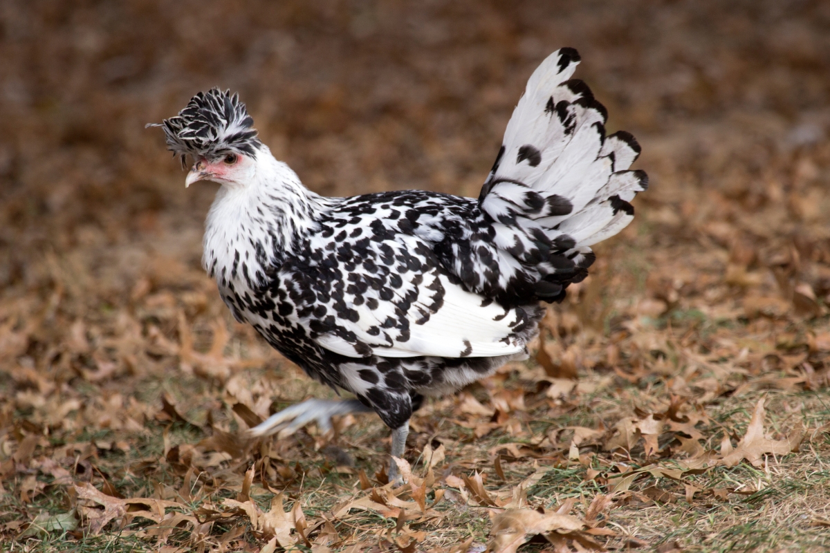 Cold Hardy Appenzeller Spitzhauben Chicken Breed