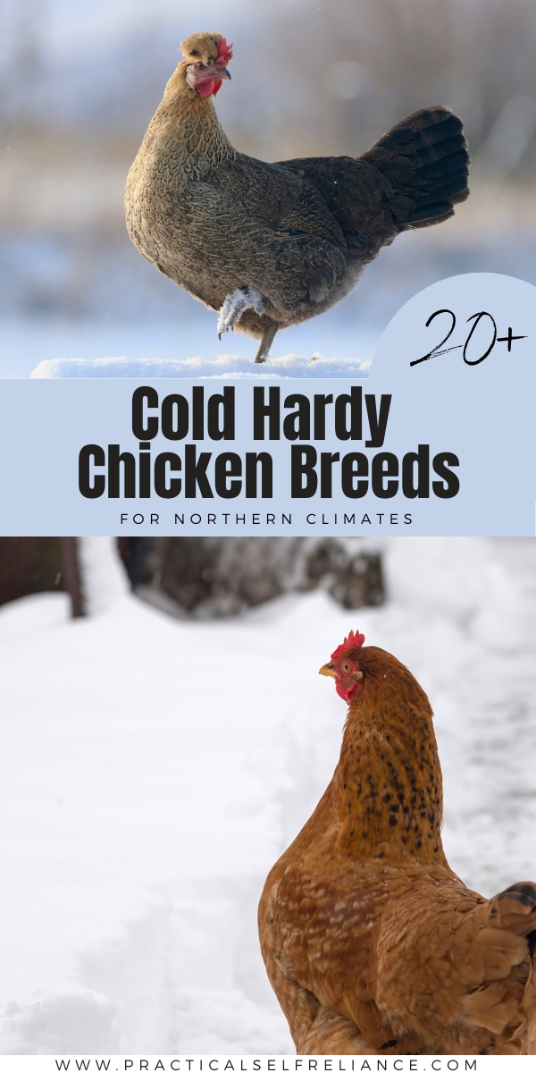 Cold Hardy Chickens