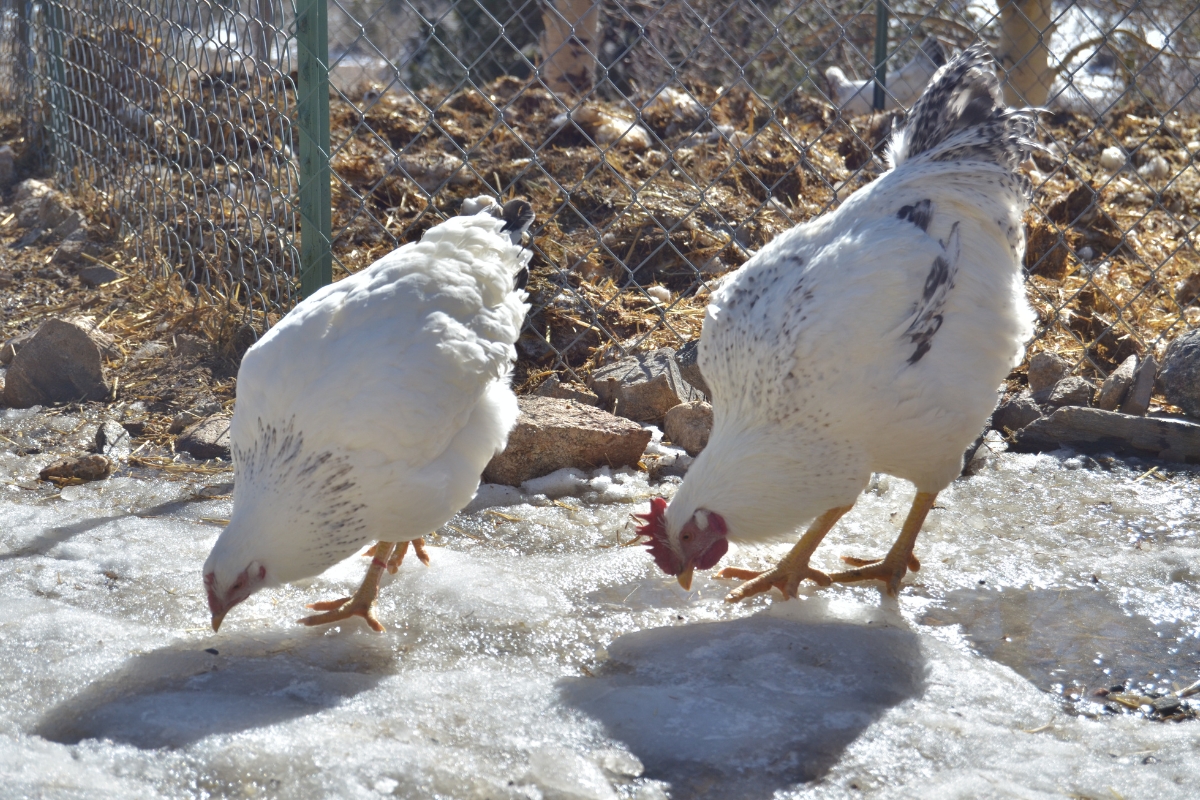 Cold Hardy Delaware Chickens