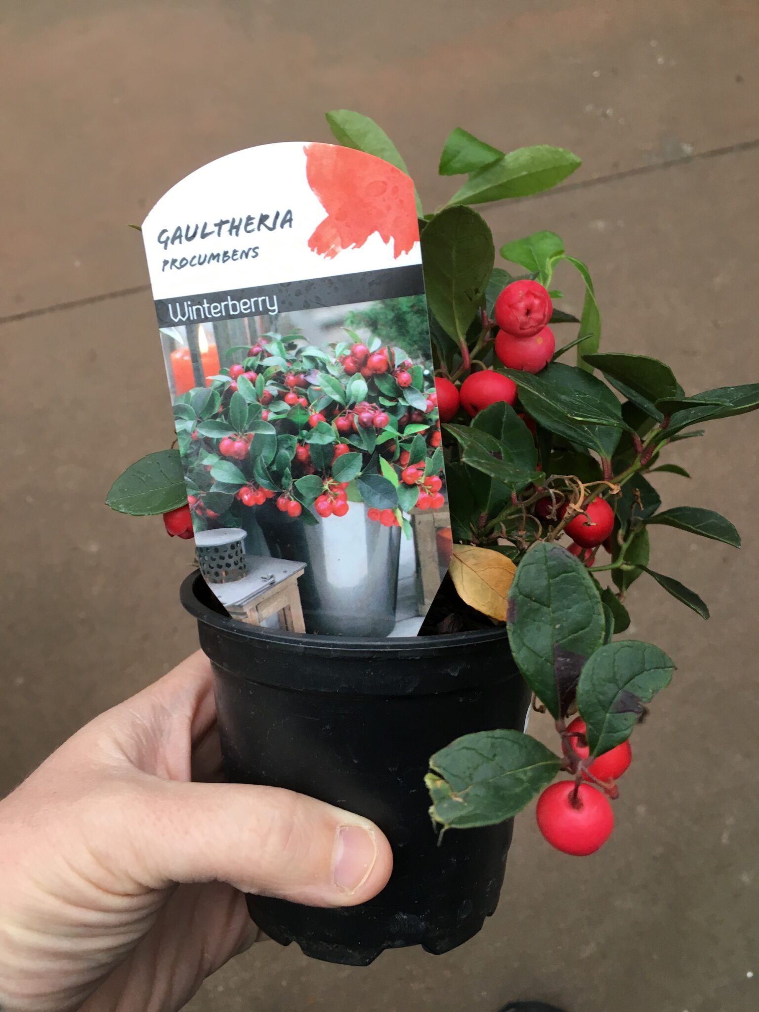 Cultivated Teaberry